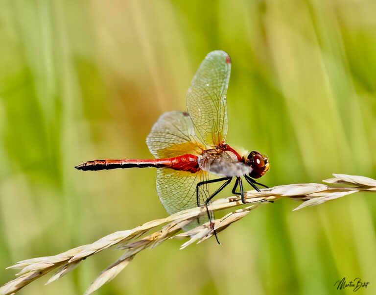 Insects and snakes – A Glimpse Of Norway