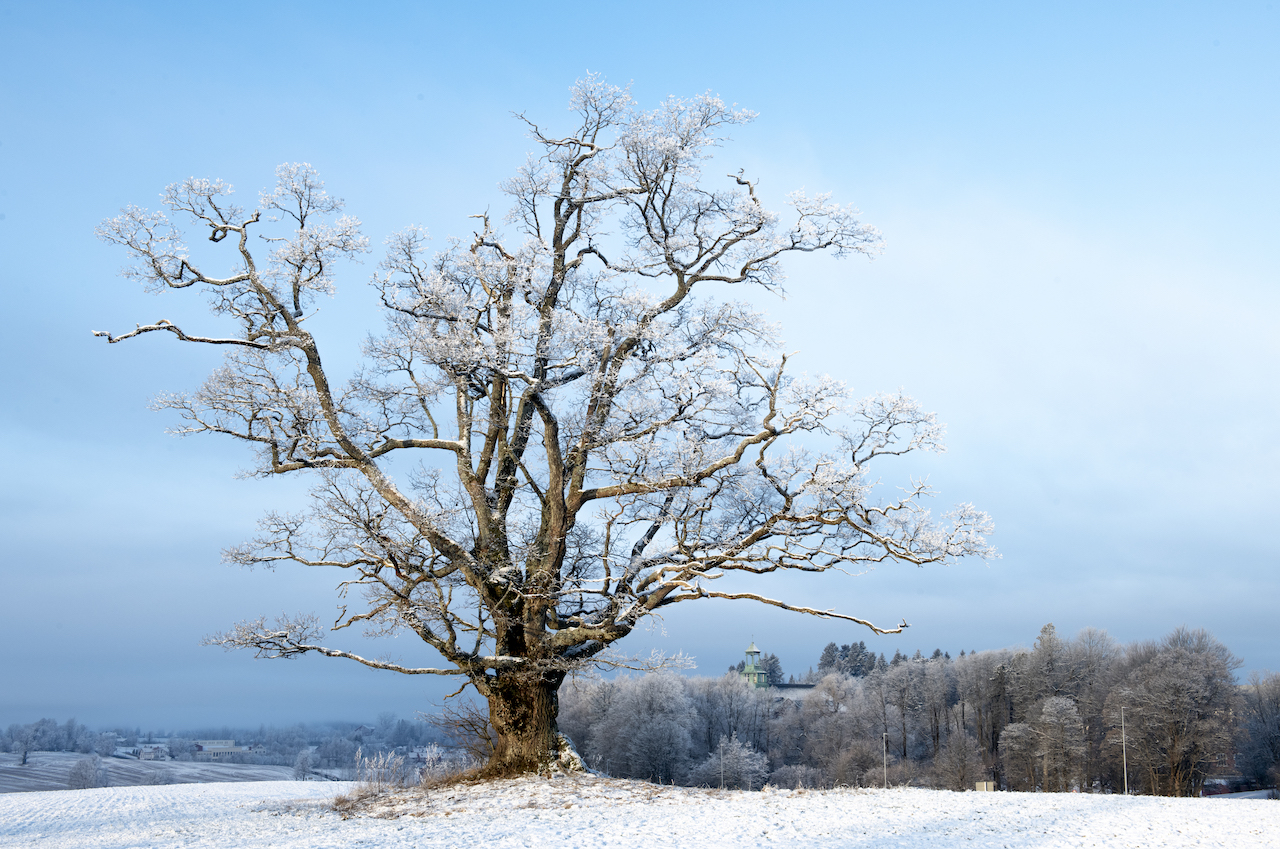 The oak in ås – A Glimpse Of Norway